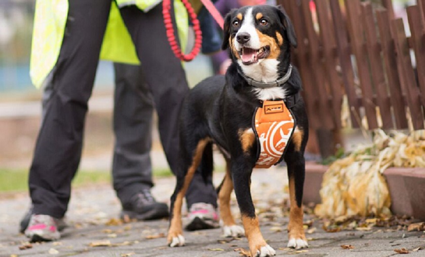 pies przez zawodami dogtrekkingowymi